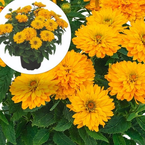 Heliopsis 'Sole Doppio' - Päikesesilm 'Sole Doppio' P9/0,55L